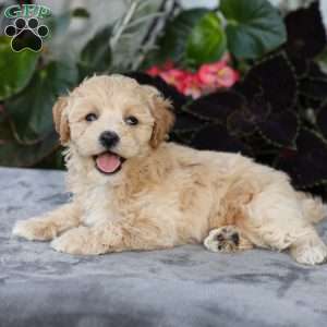 Cooper, Bich-Poo Puppy